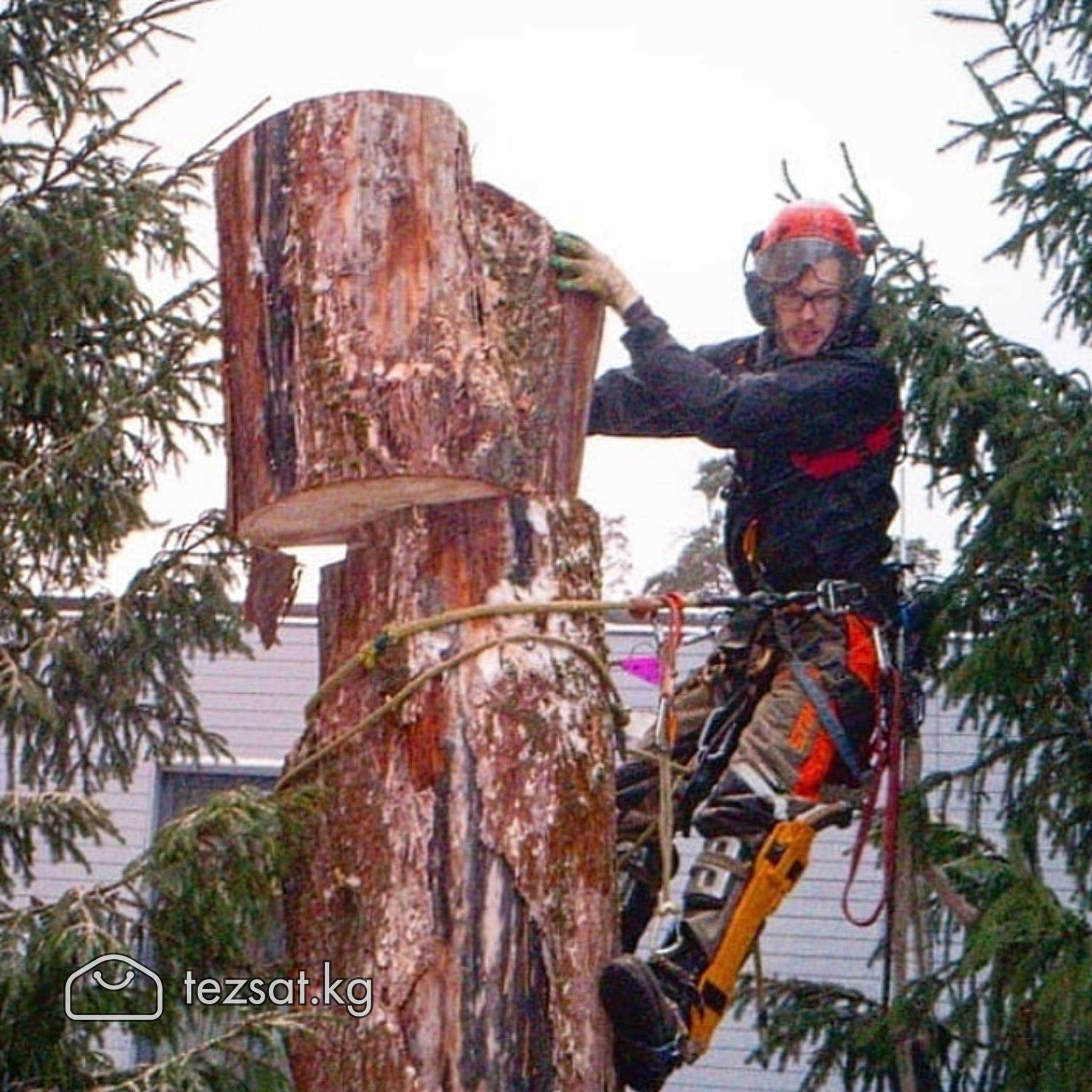 Пилю деревья. Бак кыям. Спилить дерево. Срубить де image 3