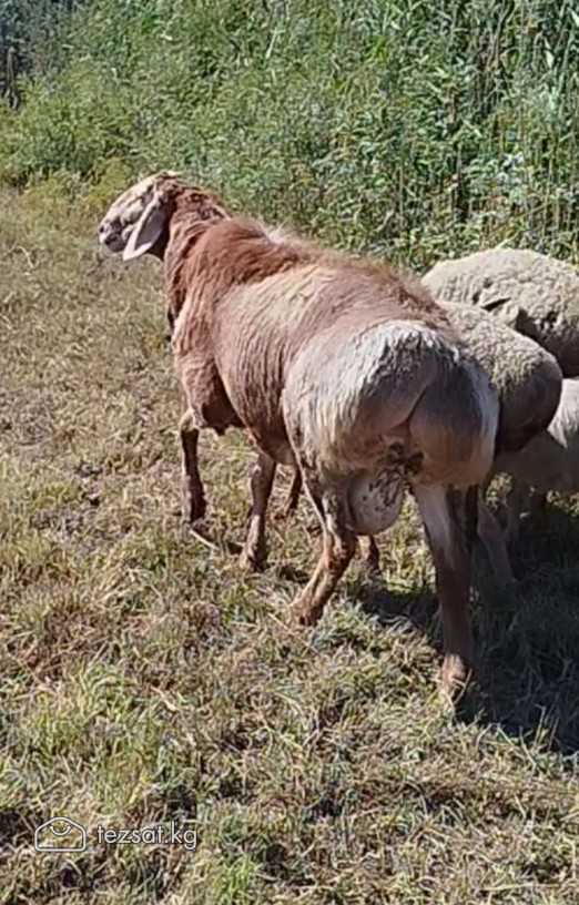 Арашан Кочкор сатылат image 2