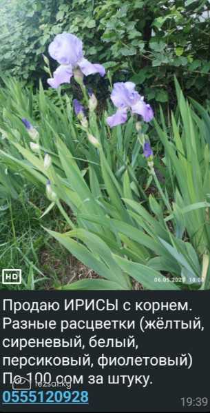 Продаются пионы и ирисы (с корнем)Цена 100 сом image 1