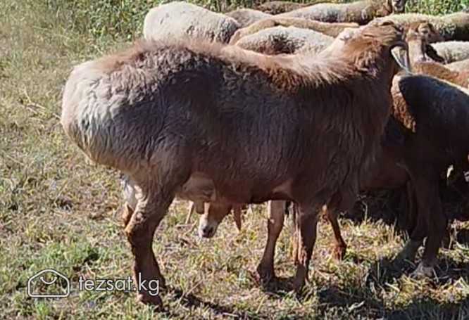 Арашан Кочкор сатылат image 1