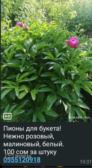 Продаются пионы и ирисы (с корнем)Цена 100 сом