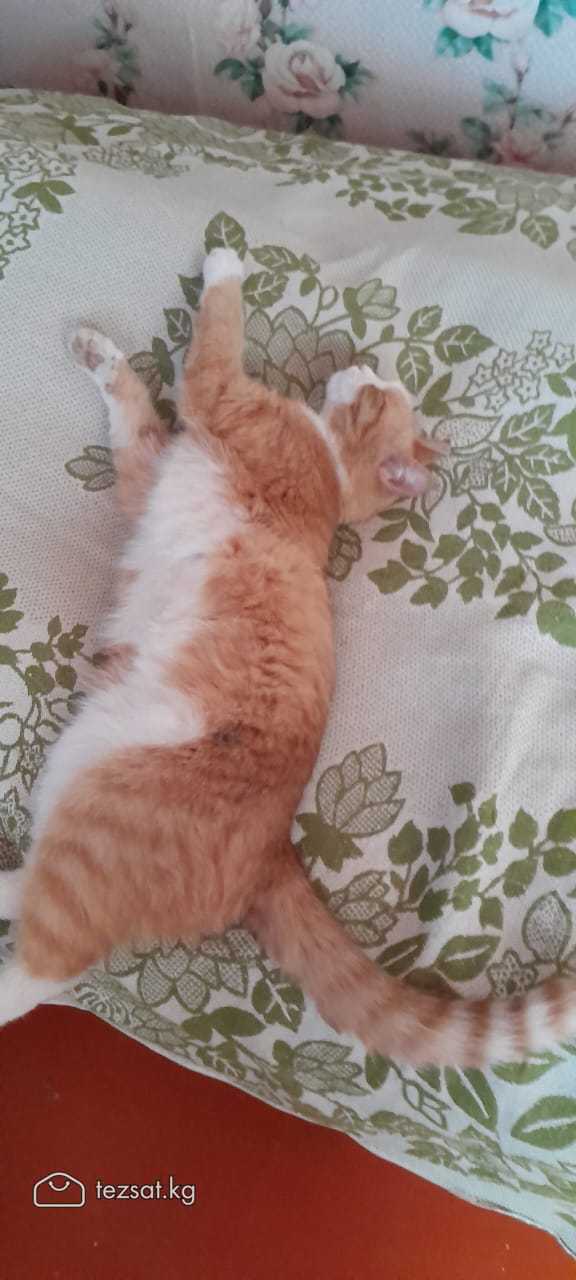 Отдам котенка 3 месяца. 

Добрым и ответственным л image 1