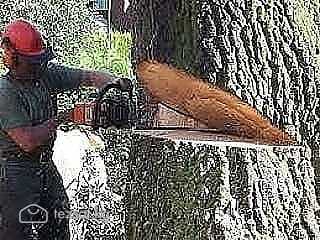 Пилю деревья.
Бак кыябыз.
Спилить дерево.
Дарак кы image 1