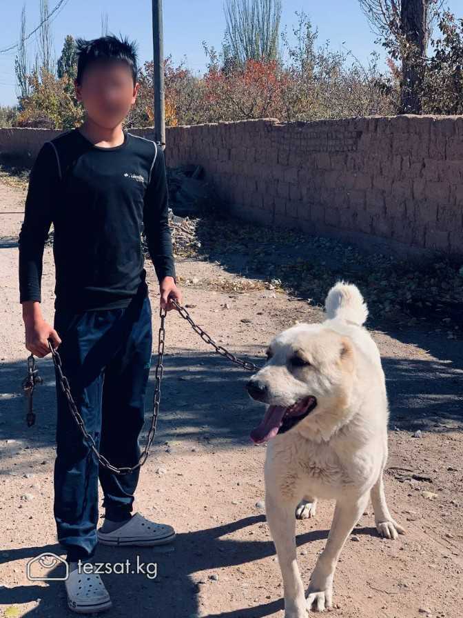 Алабай уй карооочу же кашар ларга деле болот  басс