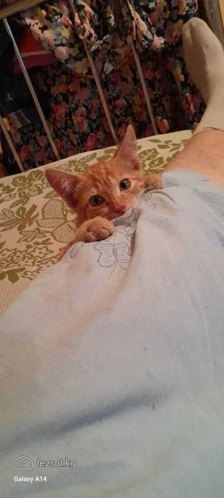 Отдам котенка 3 месяца. 

Добрым и ответственным л image 3
