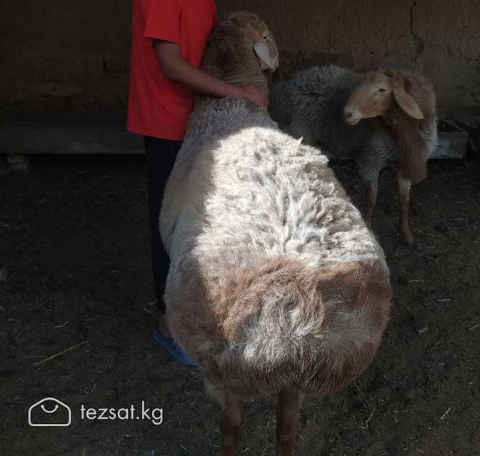 Кочкор сатылат баасы 80 мин сом бою 1 метр 2 тиш