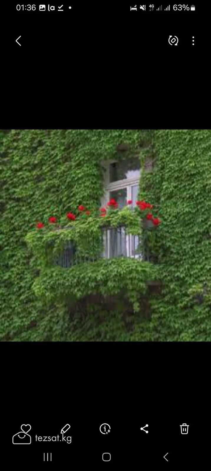 Лотос Семена цветов лотоса. Саженцы цветка ЛОТОСА. image 5