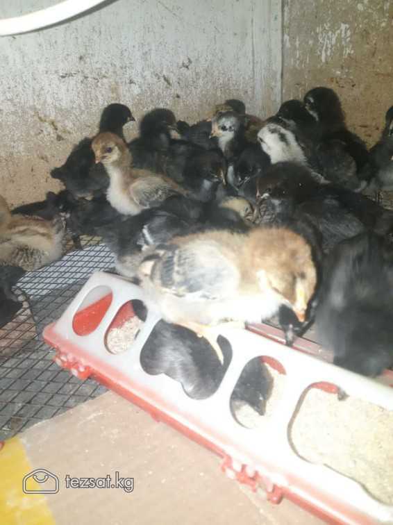 Продам цыплят. Возраст 11 дней. 
Цыплята: 
1) легг image 3