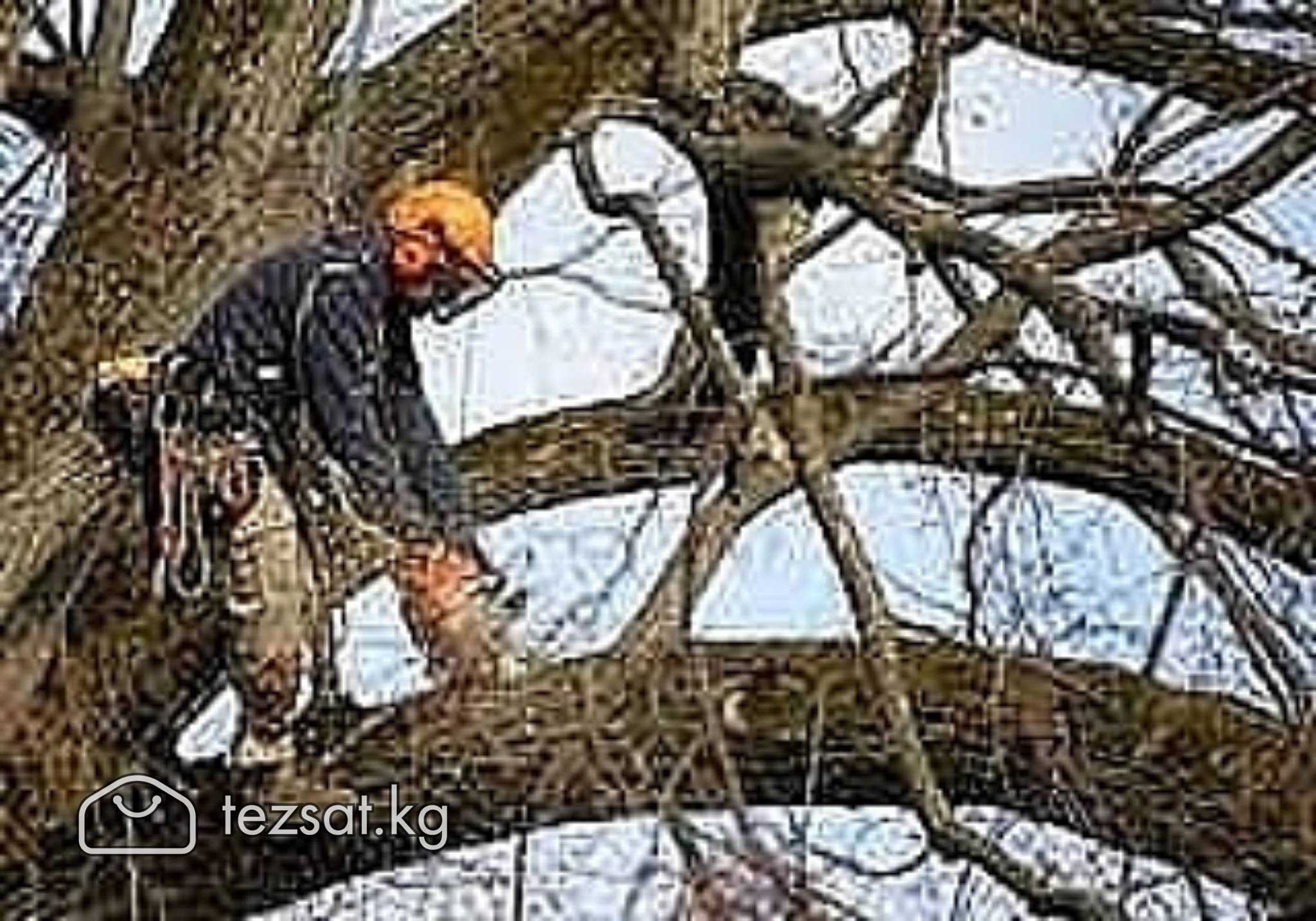 Бак кыябыз. Пилим деревья. Дарак кыям. Спилить дер image 1