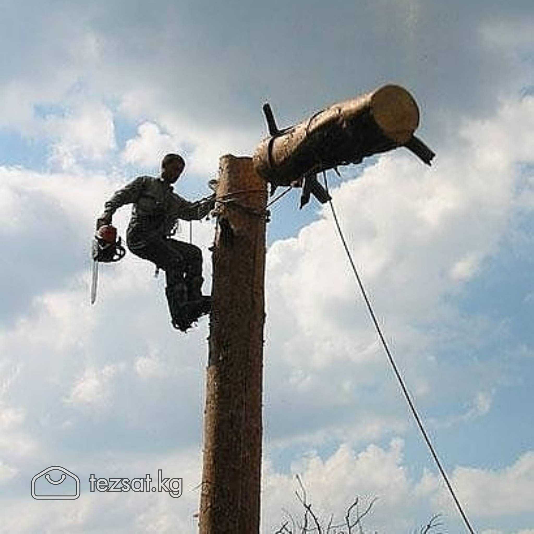 Пилю деревья. Бак кыям. Спилить дерево. Срубить де image 2