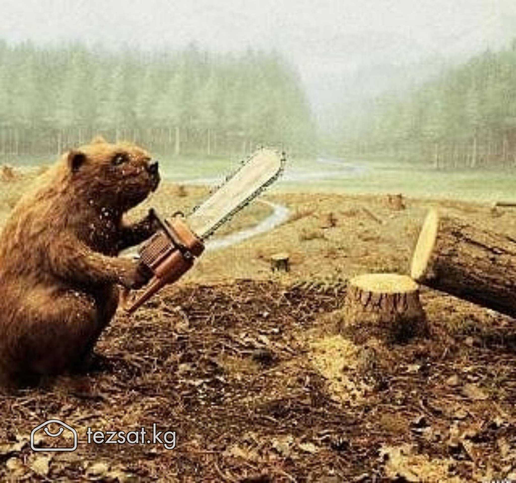 Бак кыябыз. Пилим деревья. Дарак кыям. Спилить дер image 2
