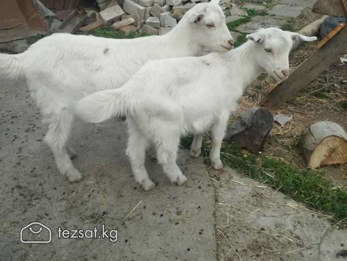 Козлята. Продаю коз. Для молока и на забой. 
Прода