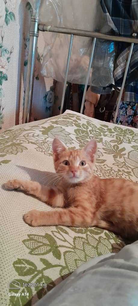 Отдам котенка 3 месяца. 

Добрым и ответственным л image 2
