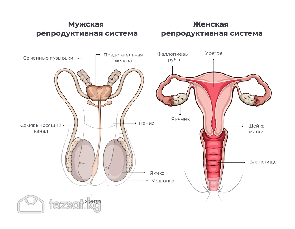 Услуги уролога, андролога, сексолога в Бишкеке  image 3