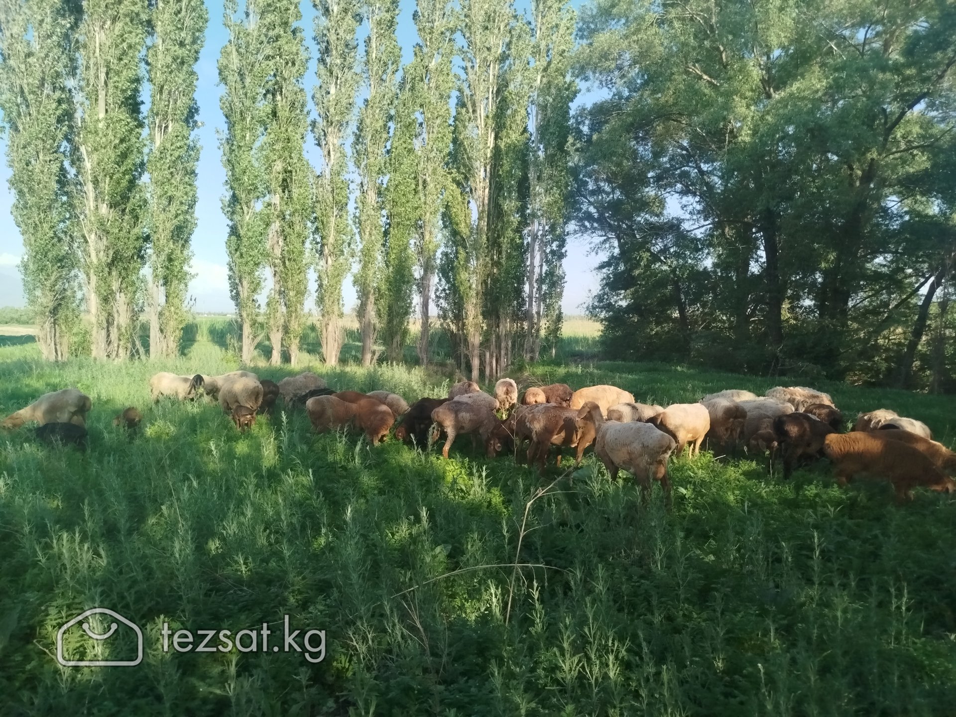 козулу койлор сатылат image 1