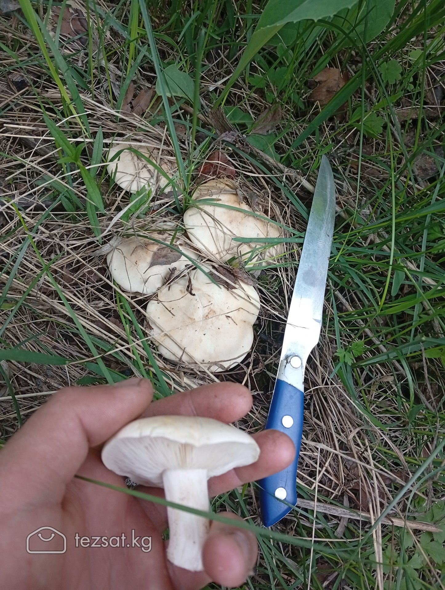 грибы image 1